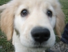 20090111 hailey 021